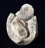Pleuroceras solare (PHILLIPS 1829) - Bild © FossNet FossilienStore